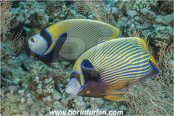 Straits of Tiran, Sinai, Egypt, Red sea, Pomacanthus imperator, Pomacanthus, Pomacanthidae, Emperor Angelfish, Angelfish, Fish