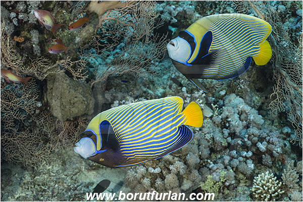 Straits of Tiran, Sinai, Egypt, Red sea, Pomacanthus imperator, Pomacanthus, Pomacanthidae, Emperor Angelfish, Angelfish, Fish