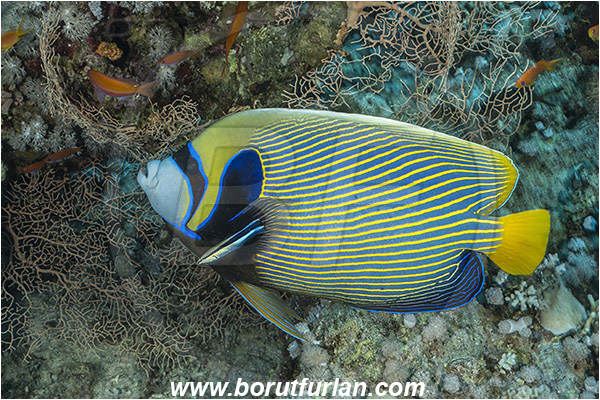 Straits of Tiran, Sinai, Egypt, Red sea, Pomacanthus imperator, Pomacanthus, Pomacanthidae, Emperor Angelfish, Angelfish, Fish, Labroides dimidiatus, Labroides, Labridae, Cleaner Wrasse, Wrasse, Cleaning