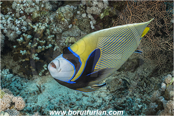 Straits of Tiran, Sinai, Egypt, Red sea, Pomacanthus imperator, Pomacanthus, Pomacanthidae, Emperor Angelfish, Angelfish, Fish, Labroides dimidiatus, Labroides, Labridae, Cleaner Wrasse, Wrasse, Cleaning