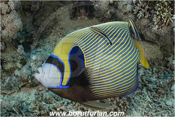 Straits of Tiran, Sinai, Egypt, Red sea, Pomacanthus imperator, Pomacanthus, Pomacanthidae, Emperor Angelfish, Angelfish, Fish, Labroides dimidiatus, Labroides, Labridae, Cleaner Wrasse, Wrasse, Cleaning