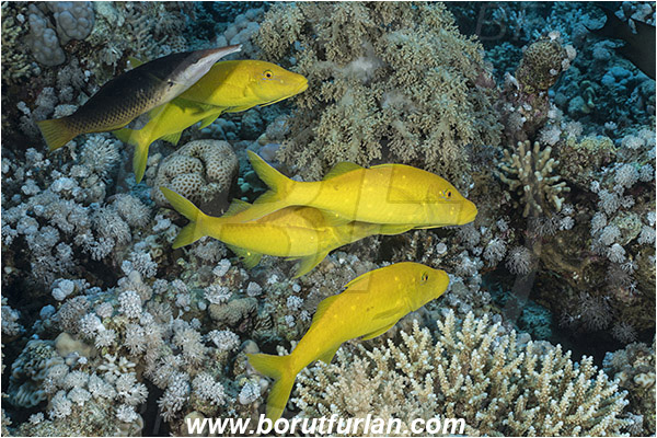 Straits of Tiran, Sinai, Egypt, Red sea, Parupeneus cyclostomus, Parupeneus, Mullidae, Goldsaddle goatfish, Goatfish, Fish, Fish school