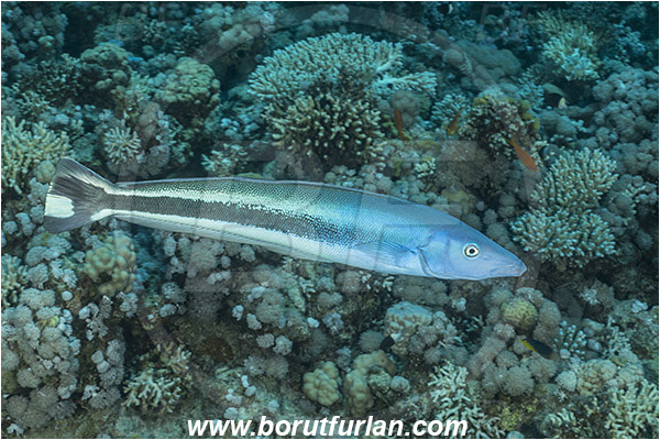 Straits of Tiran, Sinai, Egypt, Red sea, Malacanthus latovittatus, Malacanthus, Malacanthidae, Blue Blanquillo, Fish