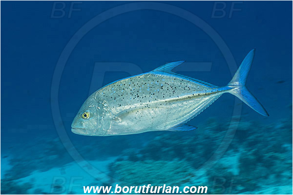 Straits of Tiran, Sinai, Egypt, Red sea, Caranx melampygus, Caranx, Carangidae, Bluefin trevally, Trevally, Fish, Reef