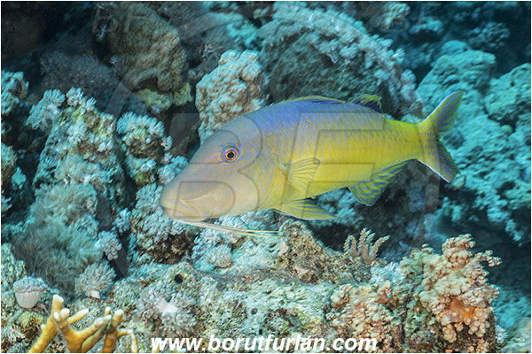Straits of Tiran, Sinai, Egypt, Red sea, Parupeneus cyclostomus, Parupeneus, Mullidae, Goldsaddle goatfish, Goatfish, Fish
