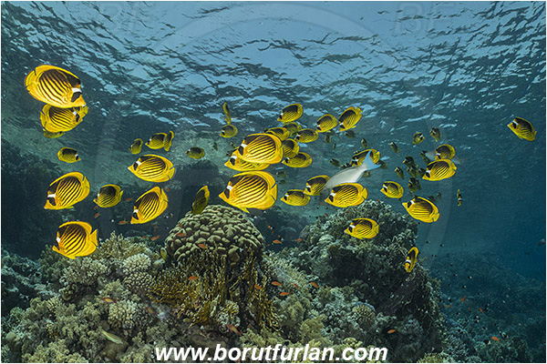 Straits of Tiran, Sinai, Egypt, Red sea, Chaetodon fasciatus, Chaetodon, Chaetodontidae, Raccoon Butterflyfish, Butterflyfish, Fish, Fish school, Reef
