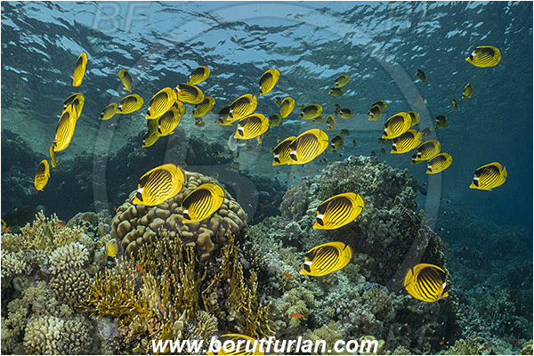 Straits of Tiran, Sinai, Egypt, Red sea, Chaetodon fasciatus, Chaetodon, Chaetodontidae, Raccoon Butterflyfish, Butterflyfish, Fish, Fish school, Reef