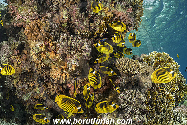 Straits of Tiran, Sinai, Egypt, Red sea, Chaetodon fasciatus, Chaetodon, Chaetodontidae, Raccoon Butterflyfish, Butterflyfish, Fish, Fish school, Reef