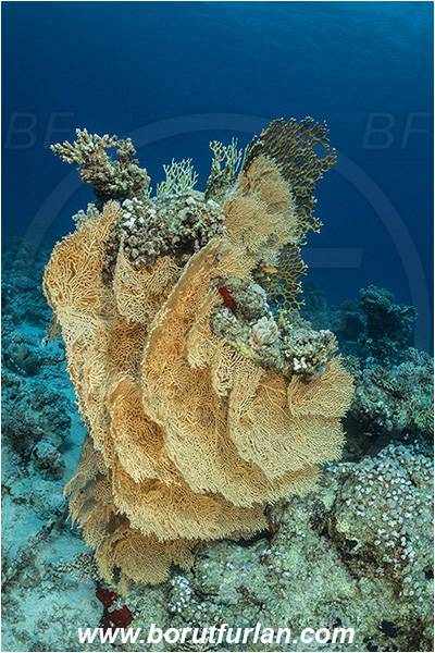 Straits of Tiran, Sinai, Egypt, Red sea, Annella mollis, Annella, Subergorgiidae, Gorgonian Sea Fan, Giant Sea Fan, Gorgonia, Anthozoa, Cnidaria, Cnidarian, Reef