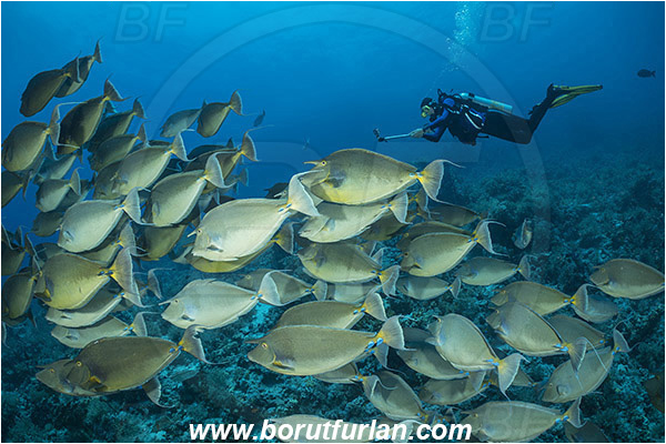 Ras Muhammad, Sinai, Egypt, Red sea, Naso unicornis, Naso, Acanthuridae, Bluespine unicornfish, Unicornfish, Surgeonfish, Fish, Fish school, Reef, Diver, Underwater videographer