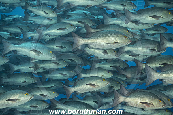 Ras Muhammad, Sinai, Egypt, Red sea, Lutjanus bohar, Lutjanus, Lutjanidae, Two-spot red snapper, Snapper, Fish, Fish school