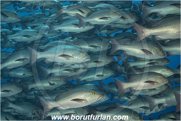 Ras Muhammad, Sinai, Egypt, Red sea, Lutjanus bohar, Lutjanus, Lutjanidae, Two-spot red snapper, Snapper, Fish, Fish school