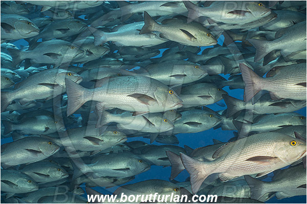 Ras Muhammad, Sinai, Egypt, Red sea, Lutjanus bohar, Lutjanus, Lutjanidae, Two-spot red snapper, Snapper, Fish, Fish school