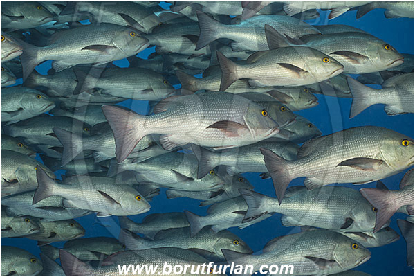 Ras Muhammad, Sinai, Egypt, Red sea, Lutjanus bohar, Lutjanus, Lutjanidae, Two-spot red snapper, Snapper, Fish, Fish school