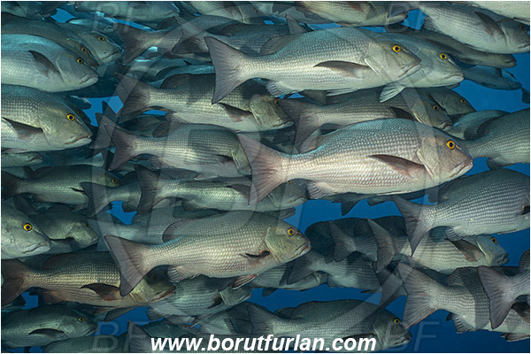 Ras Muhammad, Sinai, Egypt, Red sea, Lutjanus bohar, Lutjanus, Lutjanidae, Two-spot red snapper, Snapper, Fish, Fish school