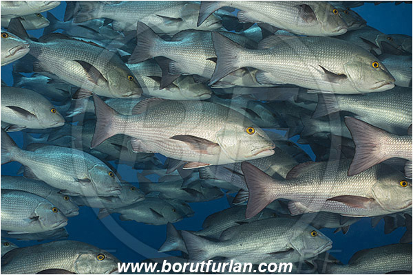 Ras Muhammad, Sinai, Egypt, Red sea, Lutjanus bohar, Lutjanus, Lutjanidae, Two-spot red snapper, Snapper, Fish, Fish school