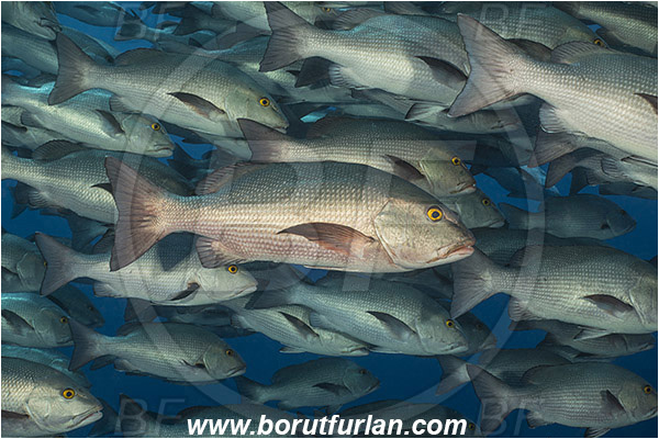 Ras Muhammad, Sinai, Egypt, Red sea, Lutjanus bohar, Lutjanus, Lutjanidae, Two-spot red snapper, Snapper, Fish, Fish school