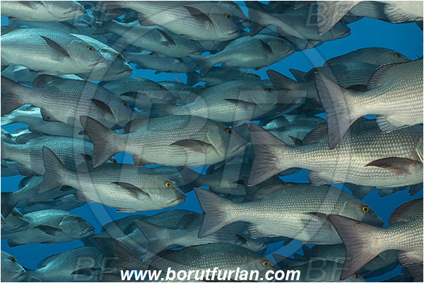 Ras Muhammad, Sinai, Egypt, Red sea, Lutjanus bohar, Lutjanus, Lutjanidae, Two-spot red snapper, Snapper, Fish, Fish school