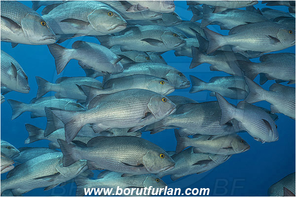 Ras Muhammad, Sinai, Egypt, Red sea, Lutjanus bohar, Lutjanus, Lutjanidae, Two-spot red snapper, Snapper, Fish, Fish school