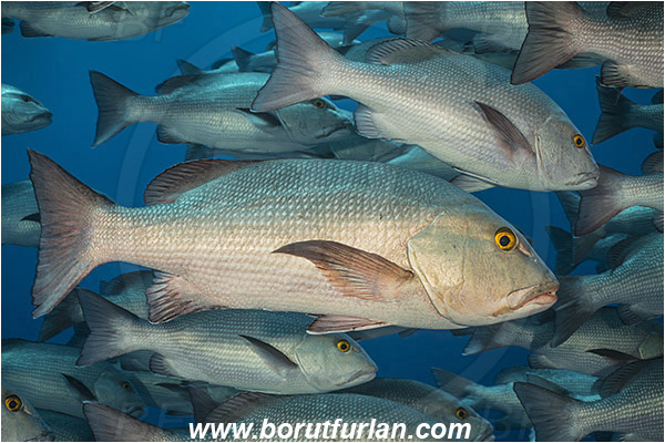 Ras Muhammad, Sinai, Egypt, Red sea, Lutjanus bohar, Lutjanus, Lutjanidae, Two-spot red snapper, Snapper, Fish, Fish school