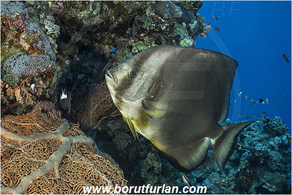 Ras Muhammad, Sinai, Egypt, Red sea, Platax orbicularis, Platax, Ephippidae, Round Batfish, Orbicular batfish, Batfish, Fish, Fish school, Reef