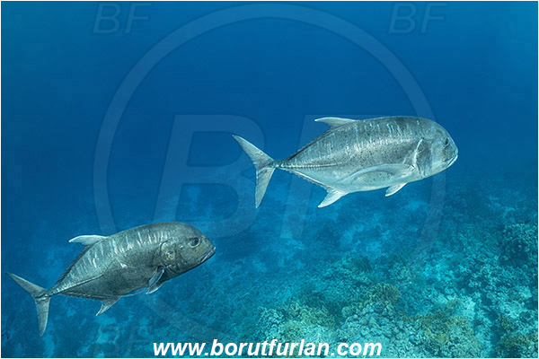 Ras Muhammad, Sinai, Egypt, Red sea, Caranx ignobilis, Caranx, Carangidae, Giant trevally, Trevally, Fish, Reef