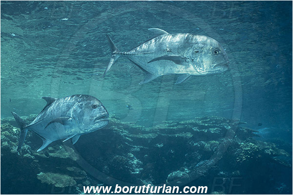 Ras Muhammad, Sinai, Egypt, Red sea, Caranx ignobilis, Caranx, Carangidae, Giant trevally, Trevally, Fish, Reef