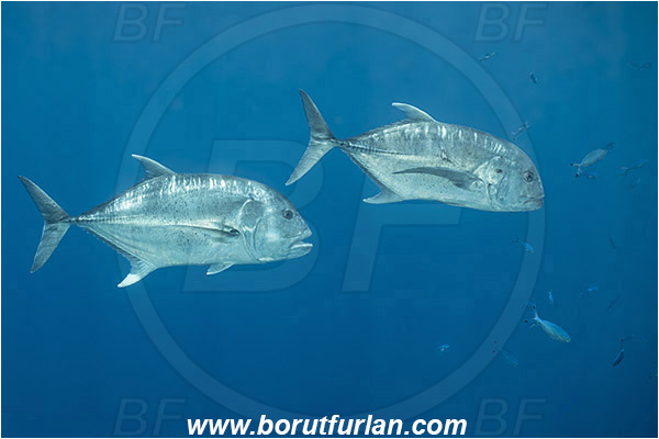 Ras Muhammad, Sinai, Egypt, Red sea, Caranx ignobilis, Caranx, Carangidae, Giant trevally, Trevally, Fish