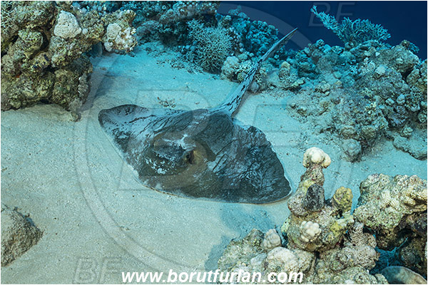 Ras Muhammad, Sinai, Egypt, Red sea, Pastinachus sephen, Pastinachus, Dasyatidae, Elasmobranchii, Cowtail stingray, Fantail stingray, Stingray, Reef