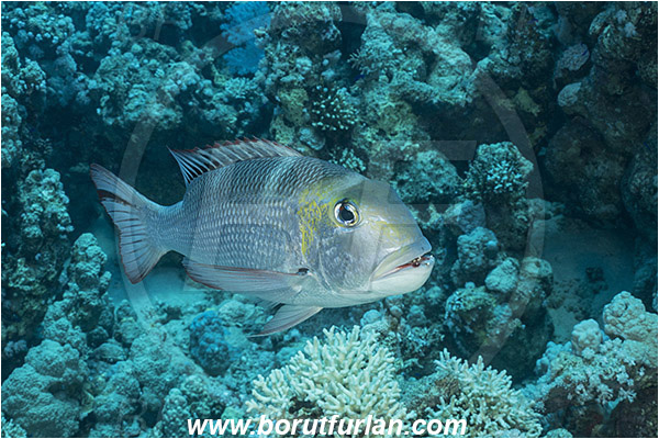 Ras Muhammad, Sinai, Egypt, Red sea, Monotaxis grandoculis, Monotaxis, Lethrinidae, Bigeye Emperor, Emperor, Fish