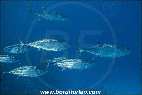 Ras Muhammad, Sinai, Egypt, Red sea, Gymnosarda unicolor, Gymnosarda, Scombridae, Dogtooth Tuna, Tuna, Fish, Fish school, Reef