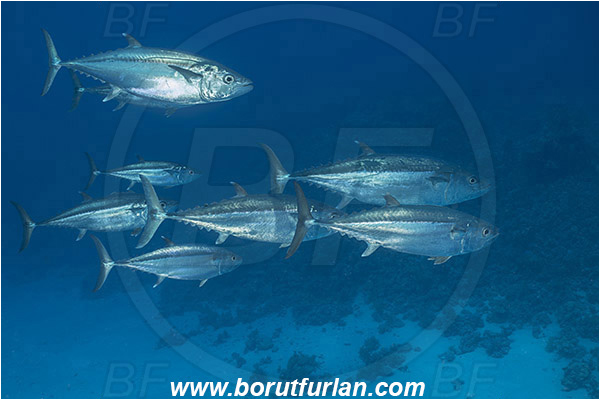 Ras Muhammad, Sinai, Egypt, Red sea, Gymnosarda unicolor, Gymnosarda, Scombridae, Dogtooth Tuna, Tuna, Fish, Fish school, Reef