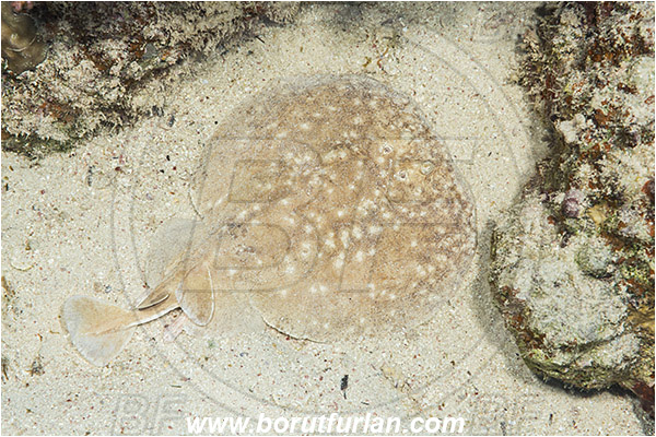 Marsa Shagra, Marsa Alam, Egypt, Red sea, Torpedo panthera, Torpedo, Torpedinidae, Elasmobranchii, Red Sea Torpedo Ray, Panther electric ray, Electric ray, Fish