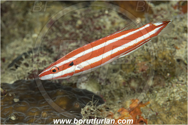 Marsa Shagra, Marsa Alam, Egypt, Red sea, Bodianus opercularis, Bodianus, Labridae, Red-striped hogfish, Blackspot hogfish, Wrasse, Fish