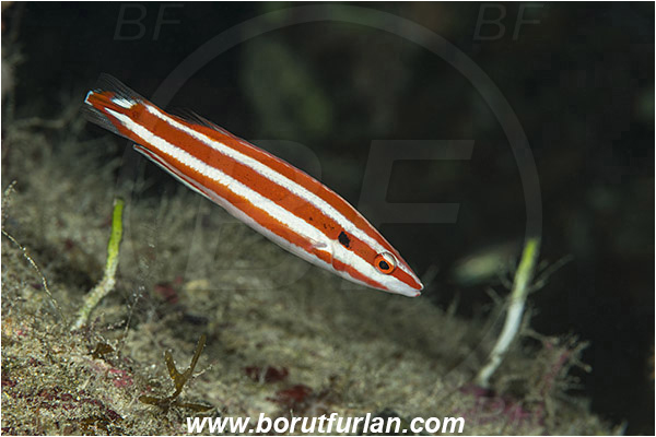 Marsa Shagra, Marsa Alam, Egypt, Red sea, Bodianus opercularis, Bodianus, Labridae, Red-striped hogfish, Blackspot hogfish, Wrasse, Fish