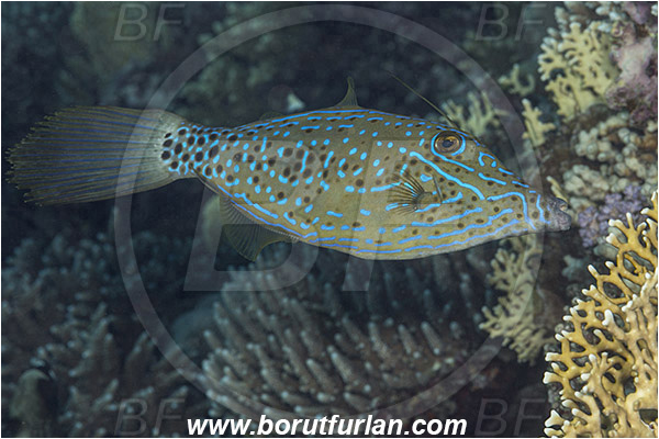 Marsa Shagra, Marsa Alam, Egypt, Red sea, Aluterus scriptus, Aluterus, Monacanthidae, Scrawled Filefish, Filefish, Fish