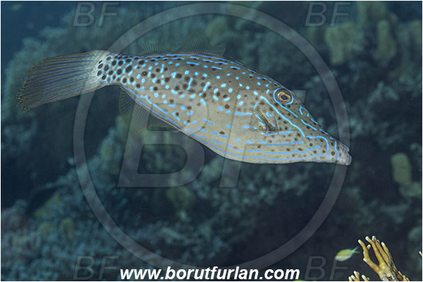 Marsa Shagra, Marsa Alam, Egypt, Red sea, Aluterus scriptus, Aluterus, Monacanthidae, Scrawled Filefish, Filefish, Fish
