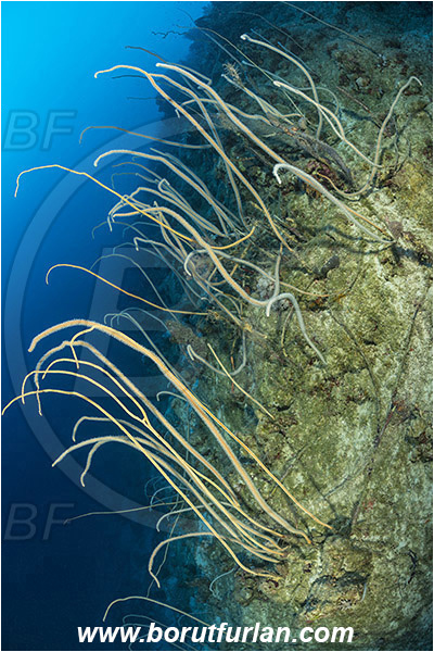 Marsa Shagra, Marsa Alam, Egypt, Red sea, Junceella sp., Junceella, Ellisellidae, Anthozoa, Cnidaria, Cnidarian, Sea whip, Whip coral, Coral, Reef