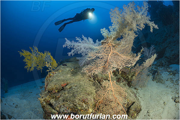 Marsa Shagra, Marsa Alam, Egypt, Red sea, Dendronephthya hemprichi, Dendronephthya, Nephtheidae, Soft coral, Annella mollis, Annella, Subergorgiidae, Gorgonian Sea Fan, Giant Sea Fan, Gorgonia, Coral, Anthozoa, Cnidaria, Cnidarian, Reef, Diver
