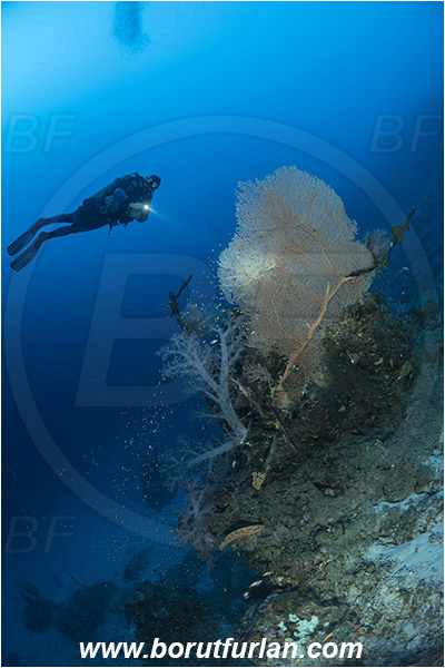 Marsa Shagra, Marsa Alam, Egypt, Red sea, Dendronephthya hemprichi, Dendronephthya, Nephtheidae, Soft coral, Annella mollis, Annella, Subergorgiidae, Gorgonian Sea Fan, Giant Sea Fan, Gorgonia, Coral, Anthozoa, Cnidaria, Cnidarian, Reef, Diver