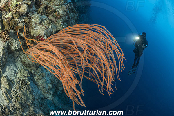 Marsa Shagra, Marsa Alam, Egypt, Red sea, Ellisella sp., Ellisella, Ellisellidae, Anthozoa, Cnidaria, Cnidarian, Sea whip, Whip coral, Coral, Reef, Diver