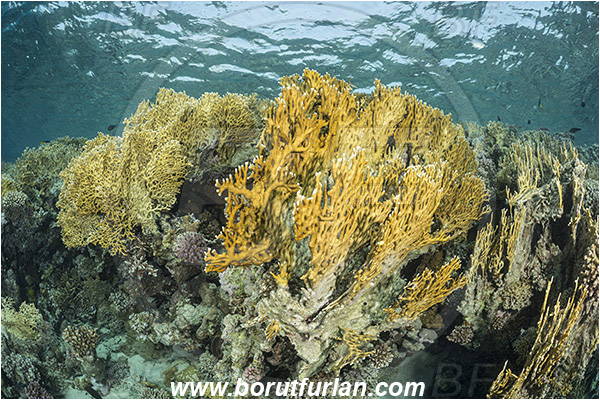 Marsa Shagra, Marsa Alam, Egypt, Red sea, Millepora dichotoma, Millepora, Milleporidae, Hydrozoa, Cnidaria, Cnidarian, Net fire coral, Fire coral, Reef