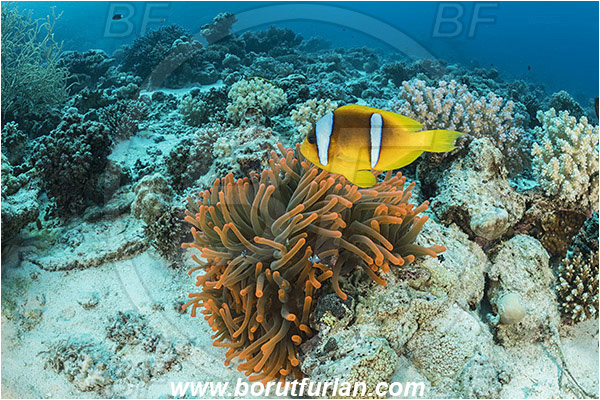 Shaab Abu Dabab, Marsa Alam, Egypt, Red sea, Anemone, Anthozoa, Cnidaria, Cnidarian, Red fluorescence, Fluorescence, Reef, Amphiprion bicinctus, Amphiprion, Pomacentridae, Red Sea Anemonefish, Anemonefish, Red sea Clownfish, Clownfish, Fish