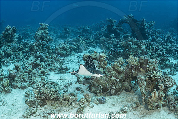 Shaab Abu Dabab, Marsa Alam, Egypt, Red sea, Aetobatus narinari, Aetobatus, Myliobatidae, Elasmobranchii, Spotted eagle ray, Eagle ray, Fish, Reef
