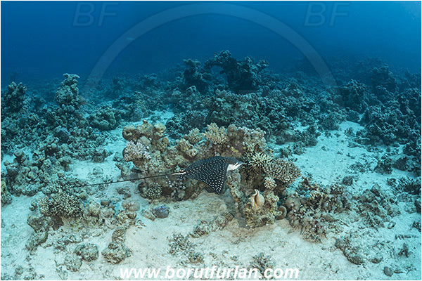 Shaab Abu Dabab, Marsa Alam, Egypt, Red sea, Aetobatus narinari, Aetobatus, Myliobatidae, Elasmobranchii, Spotted eagle ray, Eagle ray, Fish, Reef