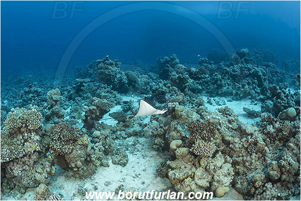 Shaab Abu Dabab, Marsa Alam, Egypt, Red sea, Aetobatus narinari, Aetobatus, Myliobatidae, Elasmobranchii, Spotted eagle ray, Eagle ray, Fish, Reef