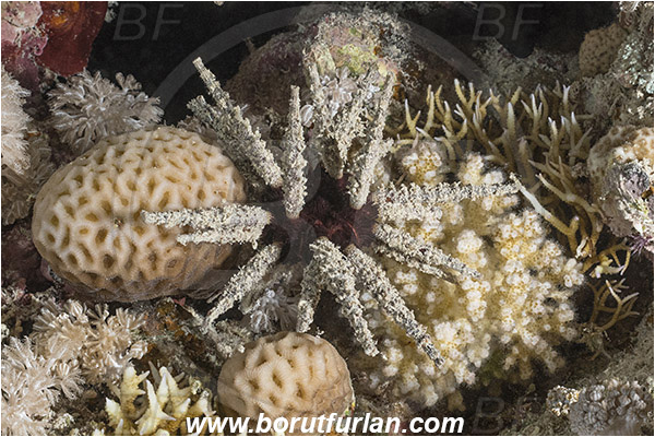 Marsa Shagra, Marsa Alam, Egypt, Red sea, Phyllacanthus imperialis, Phyllacanthus, Cidaridae, Imperial Lance Urchin, Sputnik Urcin, Sea Urchin, Echinoidea, Echinodermata, Echinoderm