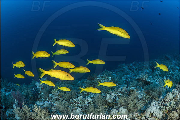 Elphinstone reef, Marsa Alam, Egypt, Red sea, Parupeneus cyclostomus, Parupeneus, Mullidae, Goldsaddle goatfish, Goatfish, Fish, Fish school, Reef