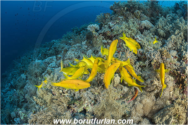 Elphinstone reef, Marsa Alam, Egypt, Red sea, Parupeneus cyclostomus, Parupeneus, Mullidae, Goldsaddle goatfish, Goatfish, Fish, Fish school, Reef