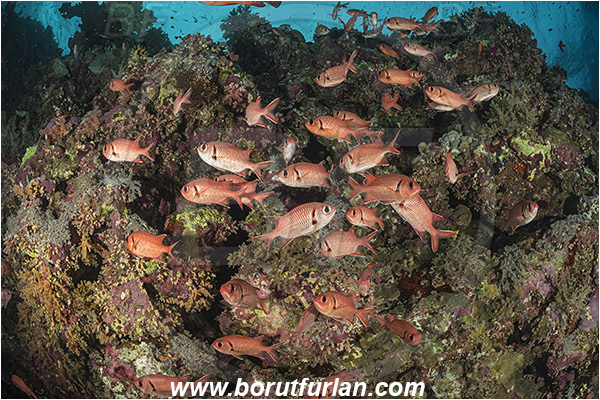 Elphinstone reef, Marsa Alam, Egypt, Red sea, Myripristis murdjan, Myripristis, Holocentridae, Blotcheye Soldierfish, Pinecone soldierfish, Soldierfish, Fish, Fish school, Reef